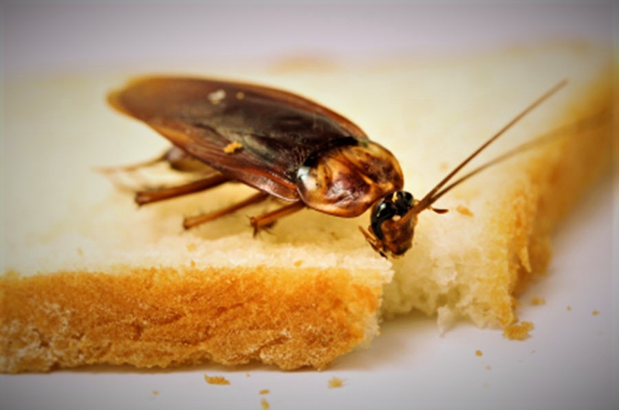 Cockroach Management Tips – Keeping Roaches Away from Your Home
