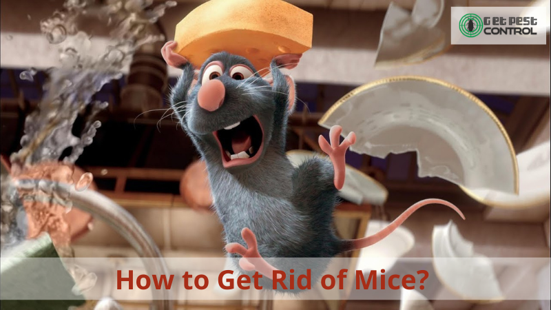 How to Get Rid of Mice