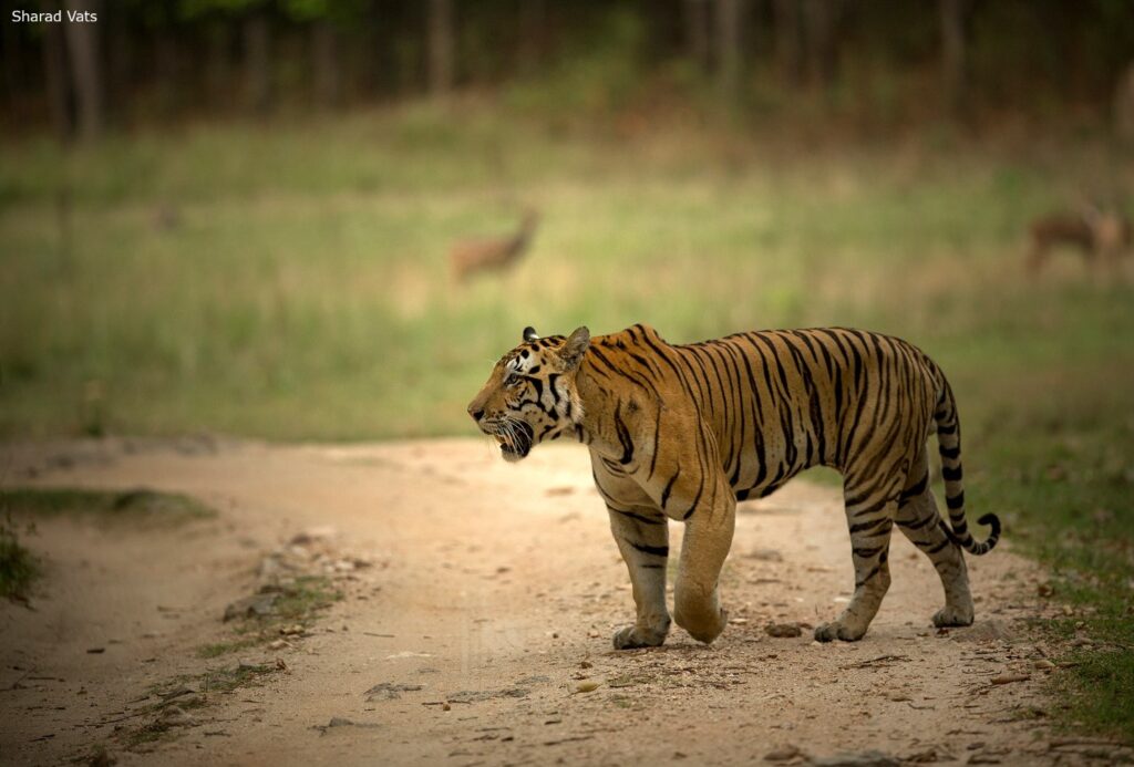 Tiger of Tadoba