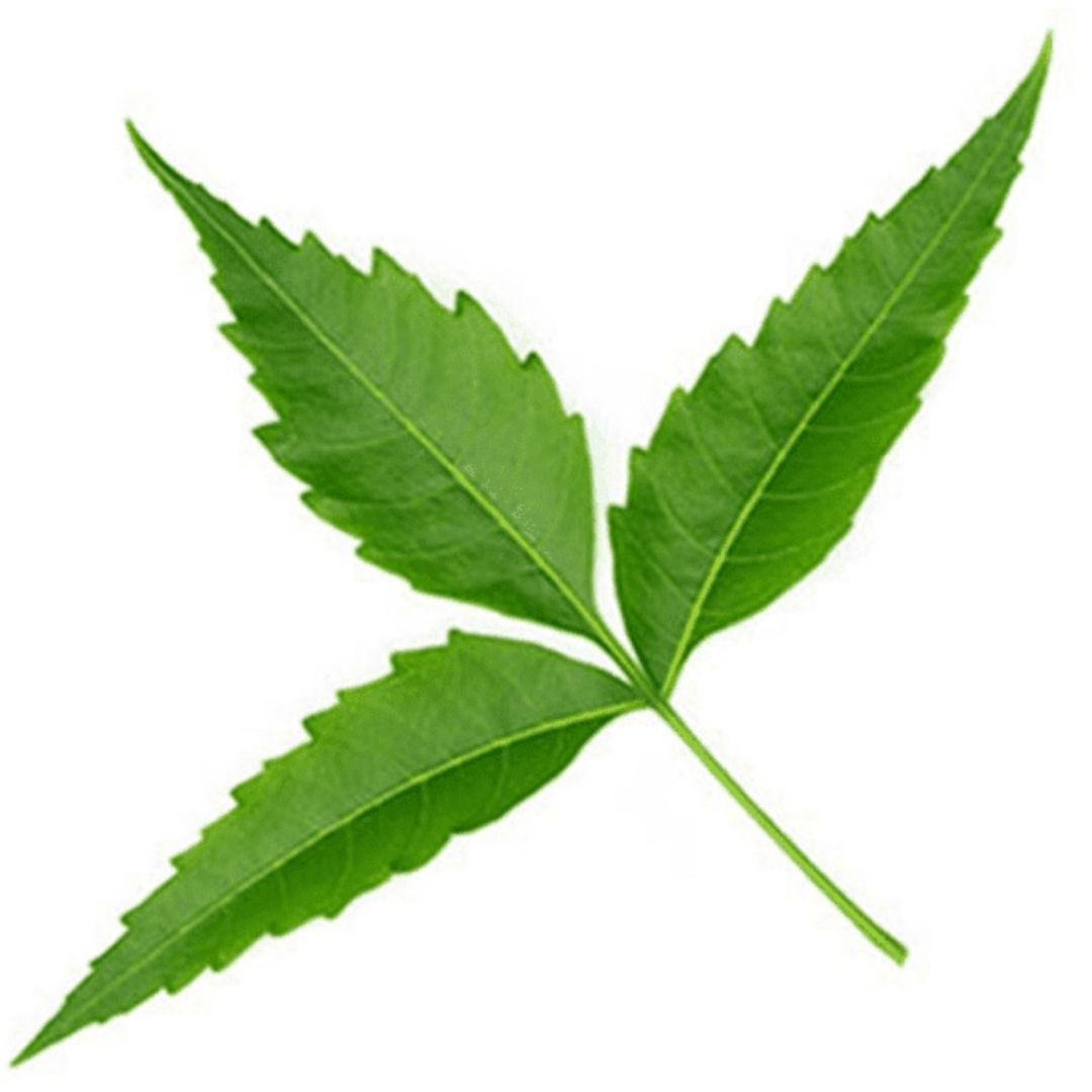 benefits of neem leaves