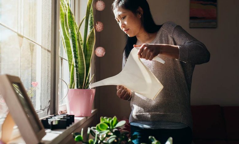 indoor plants