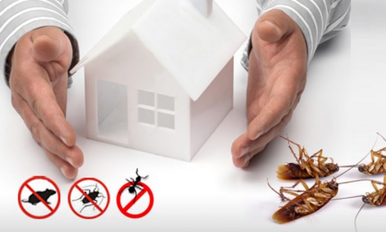 termite control