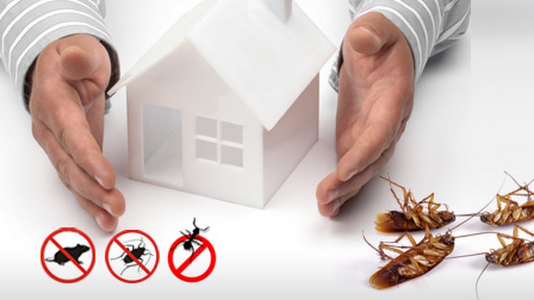 termite control