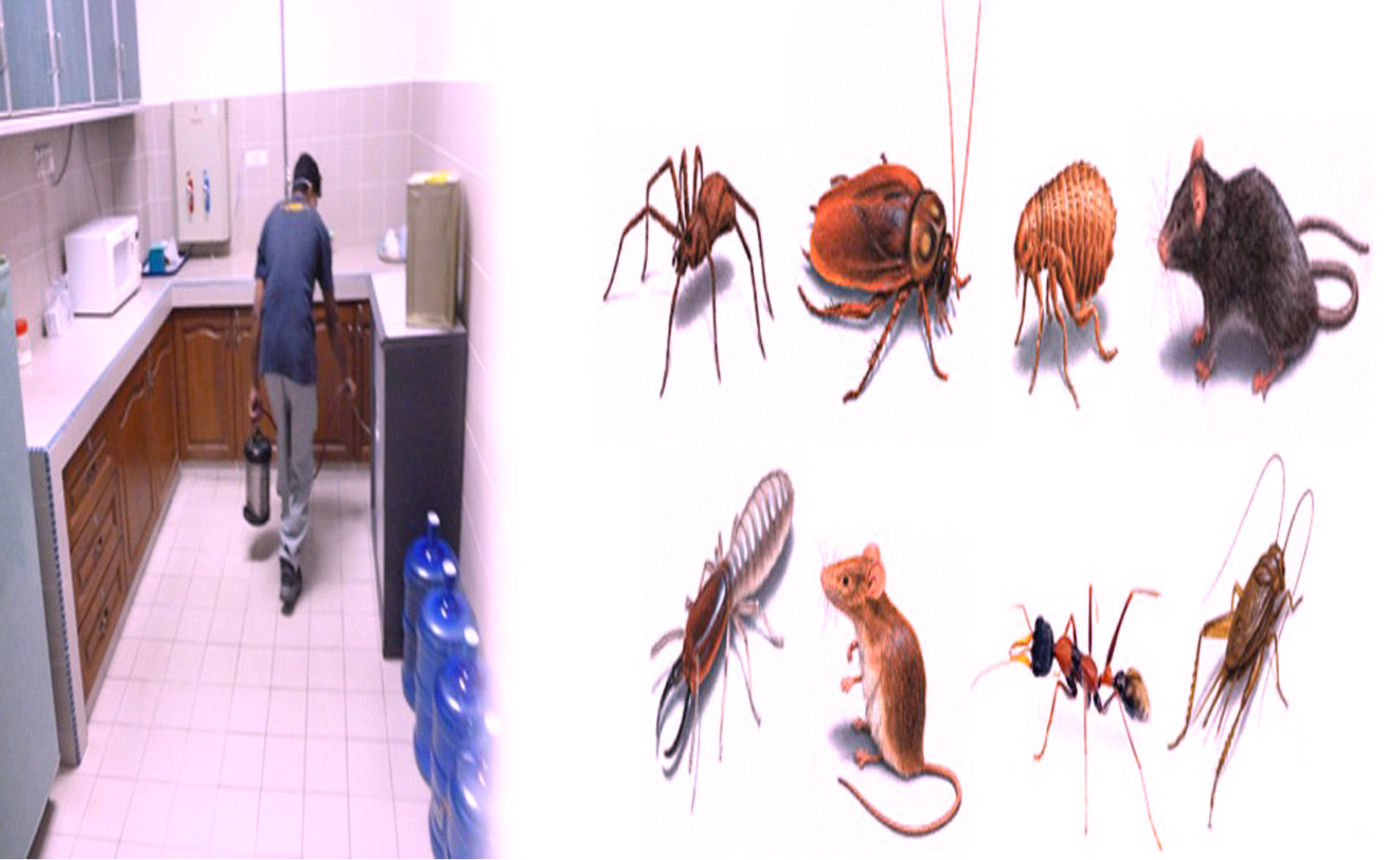 Pest control services in airoli are beneficial to people