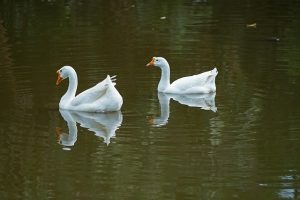Ducks in a river.
