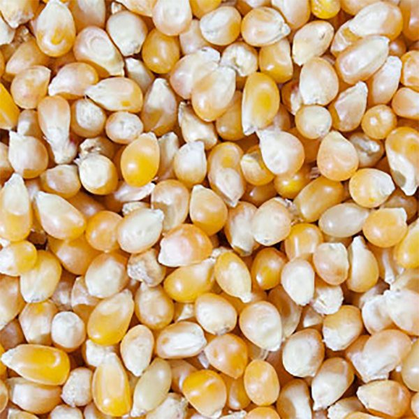 Buy Organic Popcorn
