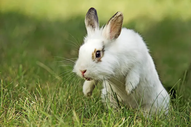 Rabbits