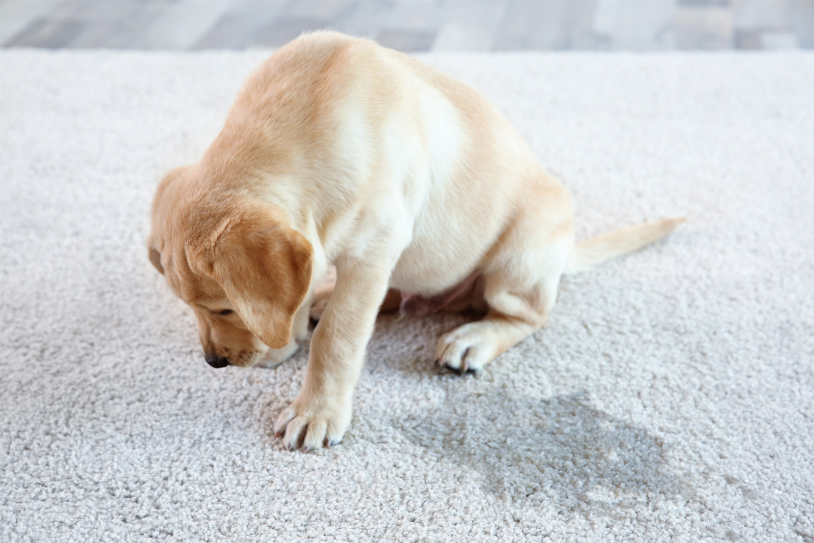 pet odor removal