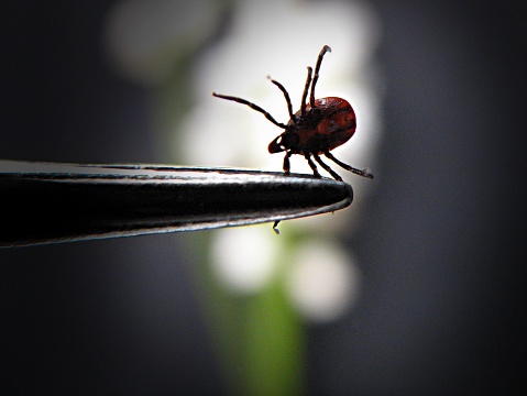 lyme disease symptoms