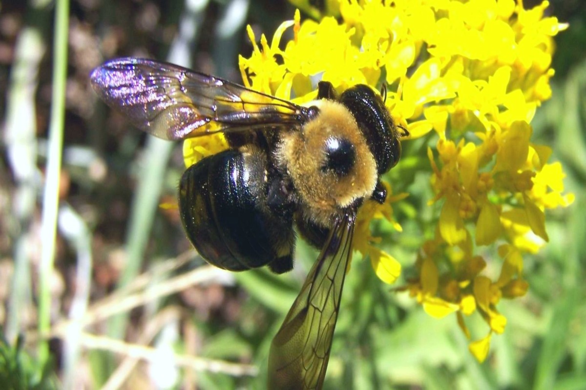 bees pest control near me