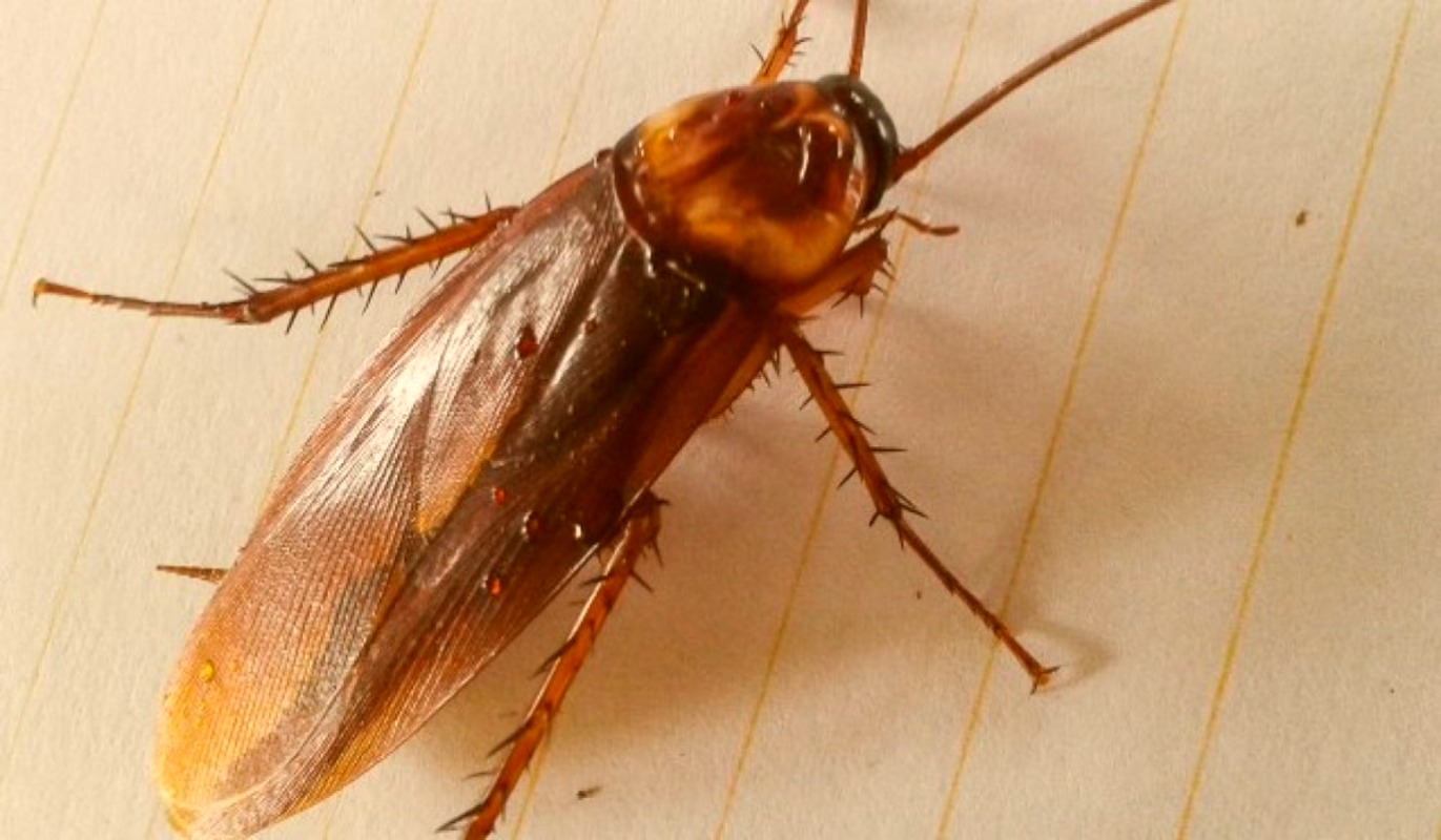 cockroach pest control services near me