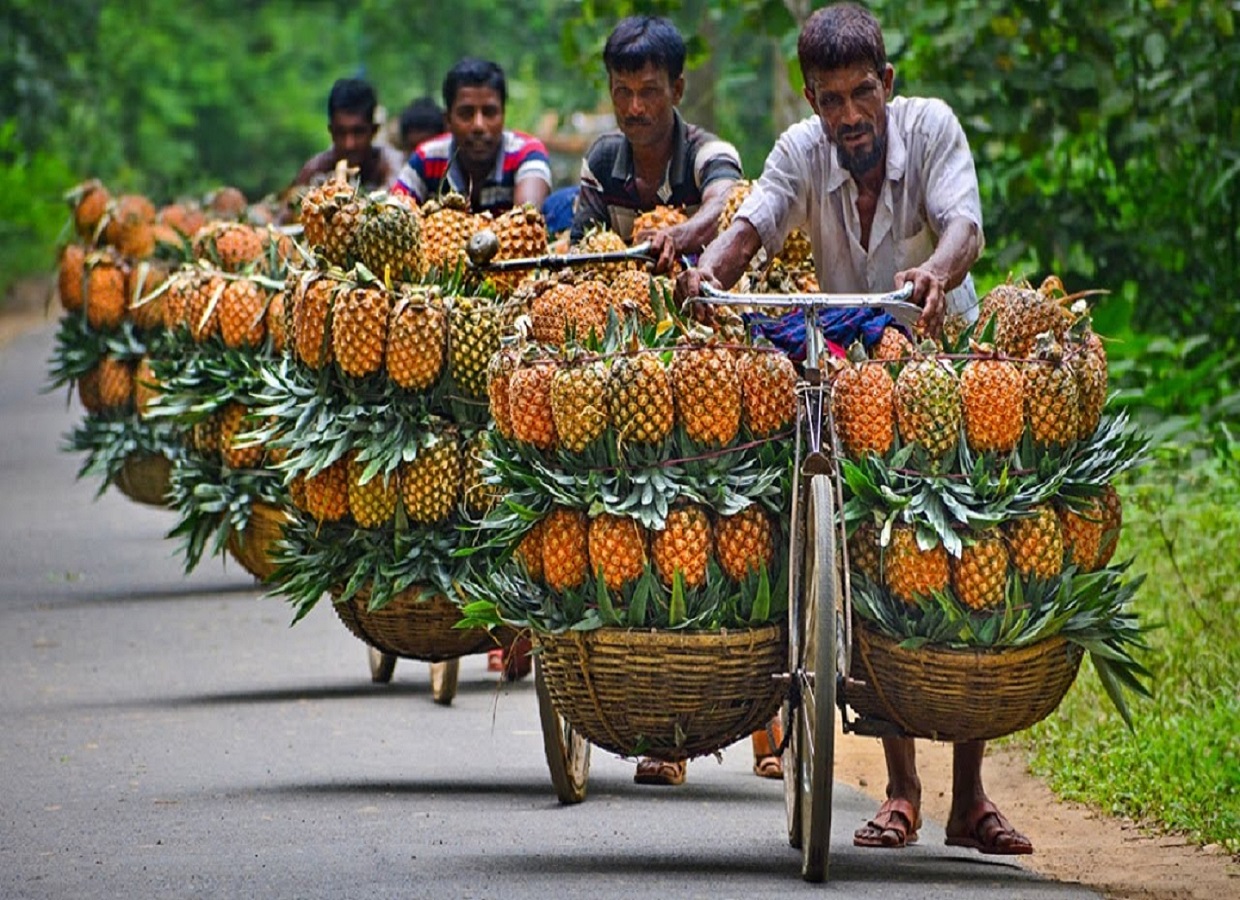 Pineapple Cultivation in India