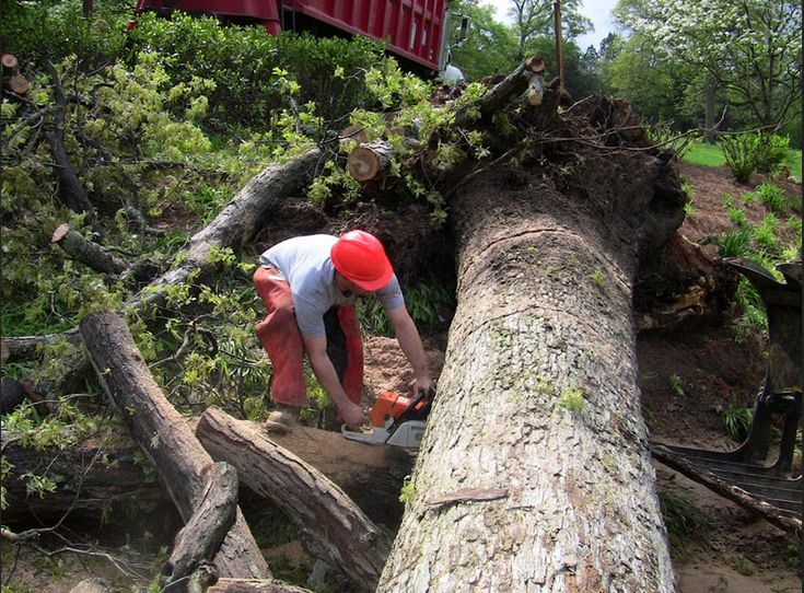 tree lopping