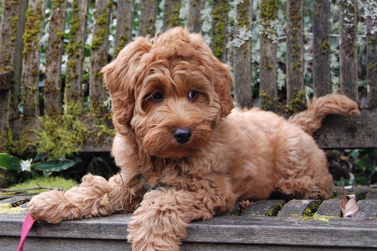 Mini Labradoodles Texas