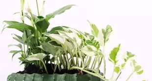buy air purifying plants dubai