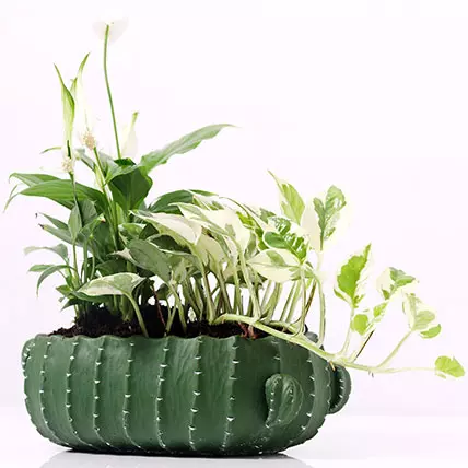 buy air purifying plants dubai