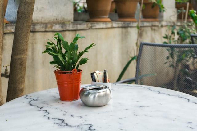 lucky plant for business