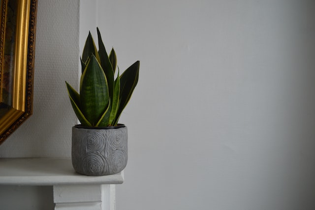 lucky plant for business