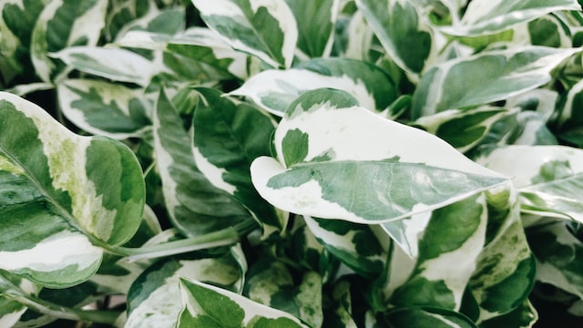 Marble pothos