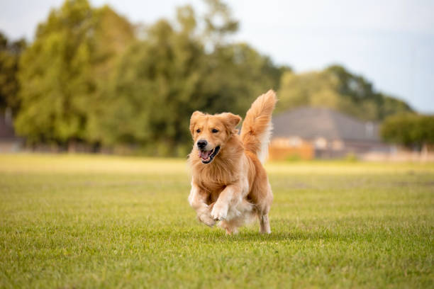 yunnan baiyao for dogs