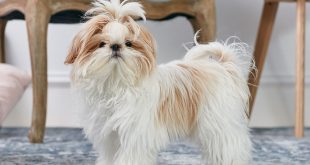 shih tzu puppy | Mutt Store Online