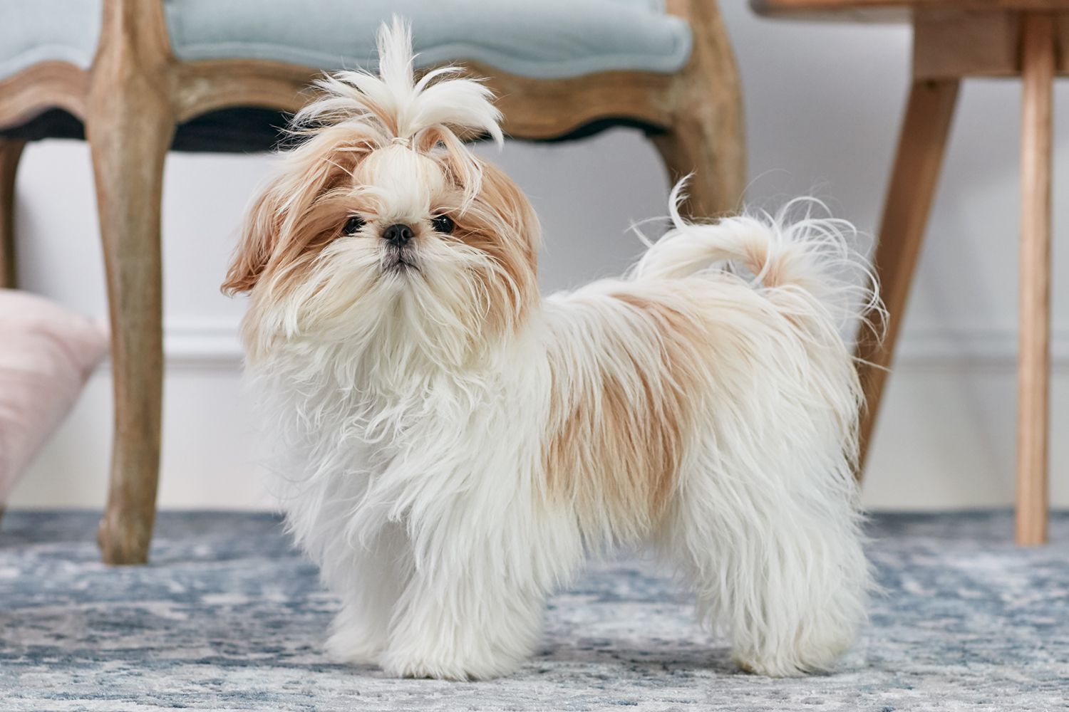 shih tzu puppy | Mutt Store Online