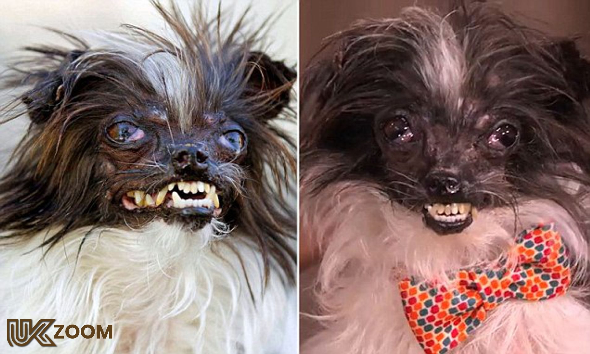 peanut the worlds ugliest dog