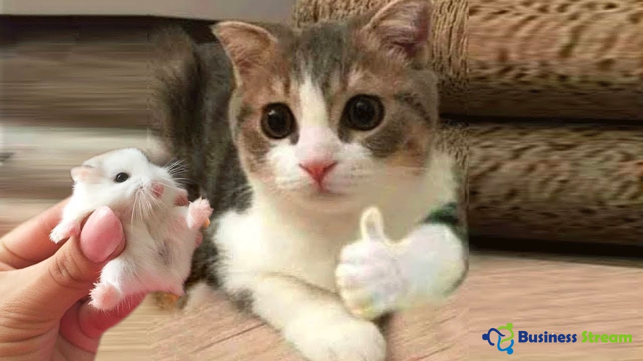 youtube funny cat videos