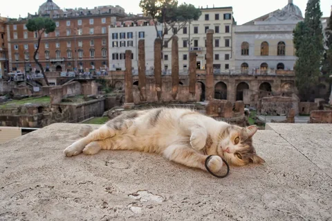 Italian Cat