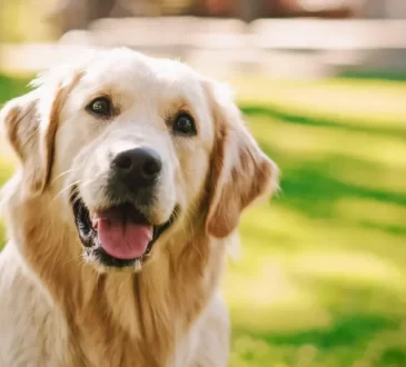Wireless Dog Fences