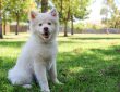 How Long Can a Dog Go Without Food Explained