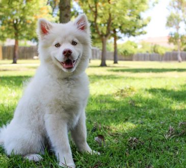 How Long Can a Dog Go Without Food Explained