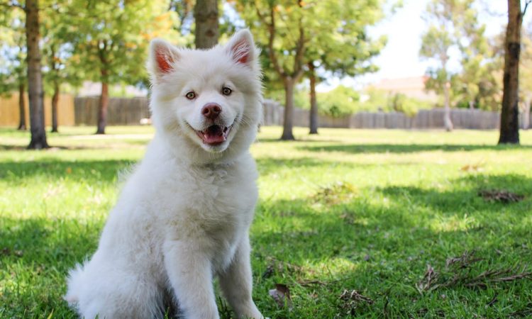 How Long Can a Dog Go Without Food Explained