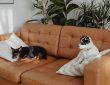 How Long Does Chihuahua Dogs Live Lifespan & Care Guide