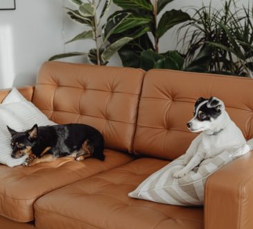 How Long Does Chihuahua Dogs Live Lifespan & Care Guide