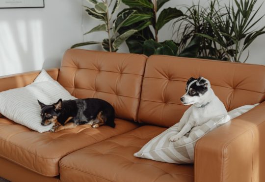 How Long Does Chihuahua Dogs Live Lifespan & Care Guide