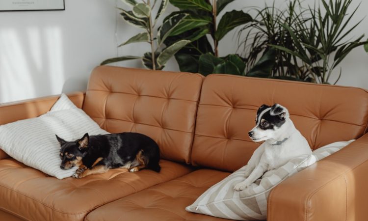 How Long Does Chihuahua Dogs Live Lifespan & Care Guide