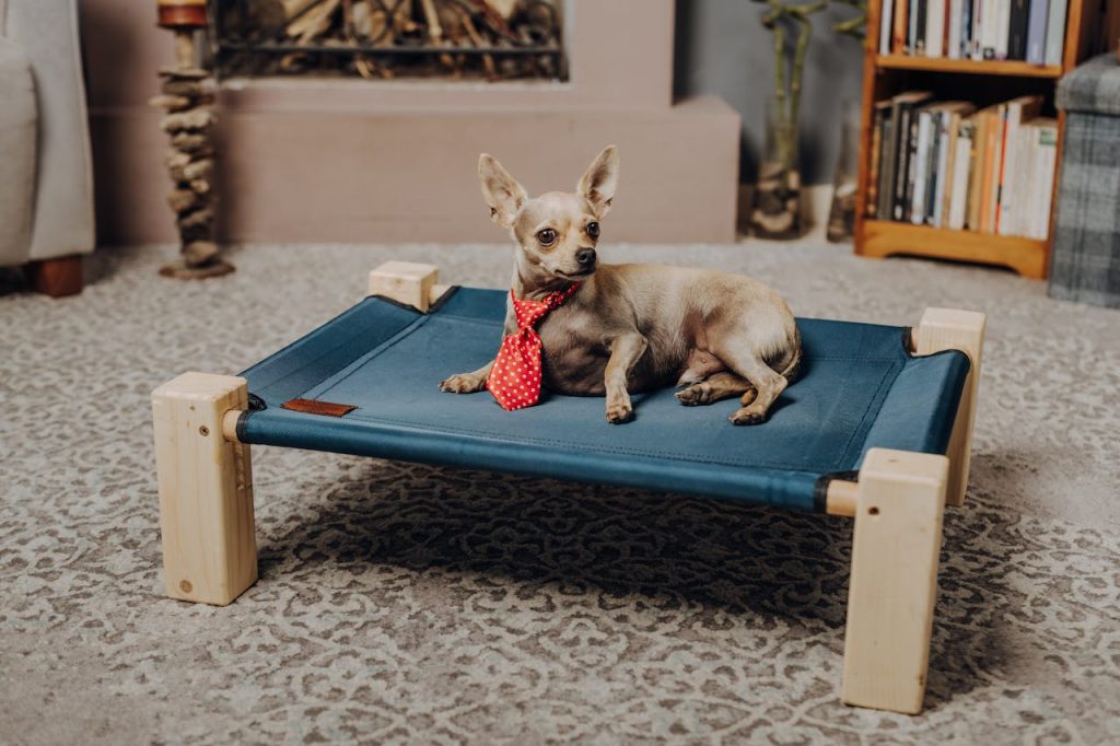How long does Chihuahua dogs live