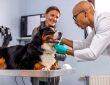How to Find an Affordable Vet in San Francisco