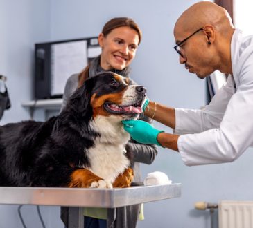 How to Find an Affordable Vet in San Francisco