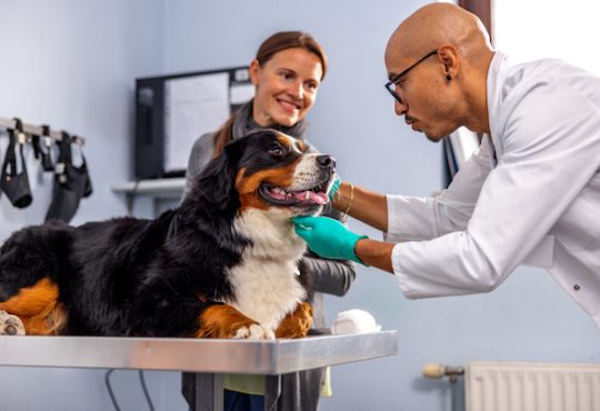 How to Find an Affordable Vet in San Francisco
