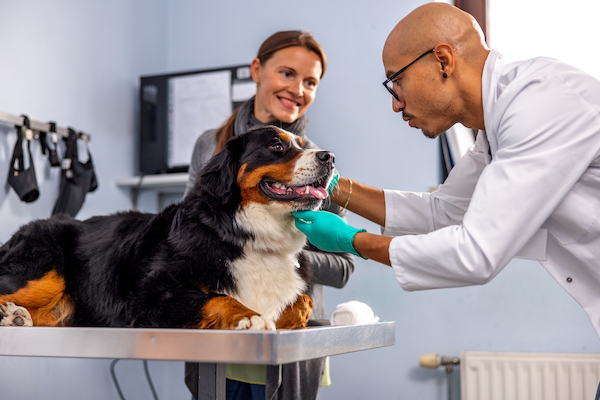 How to Find an Affordable Vet in San Francisco